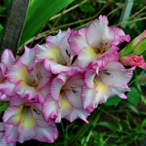 Photo Gladiolus - when digging out and how to store