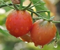 Vad man ska behandla tomater från fytofluors