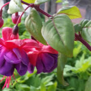 How to care for fuchsia
