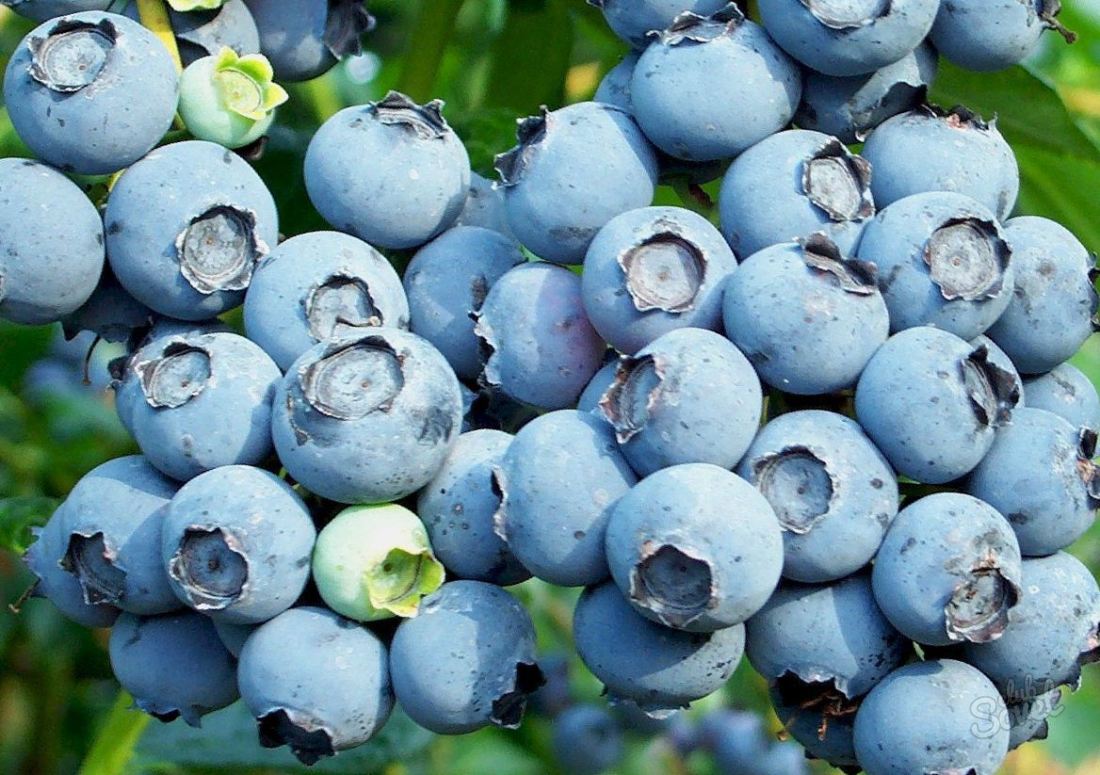 Cara menanam blueberry