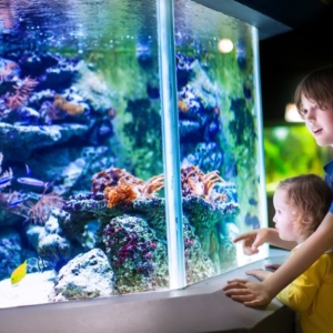 Fotos für Was ist der Traum vom Aquarium?