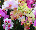 Como transplantar orquídea em um pote