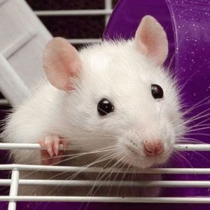 Foto Quais são os ratos de sonhos brancos?