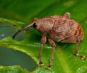 How to get rid of weevils