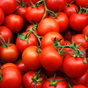 Fotos von dem, was rote Tomaten träumen