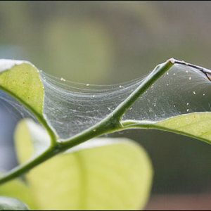 Как избавиться от паутинного клеща на комнатных растениях