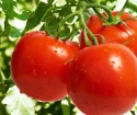 چه چیزی برای کود گوجه فرنگی؟