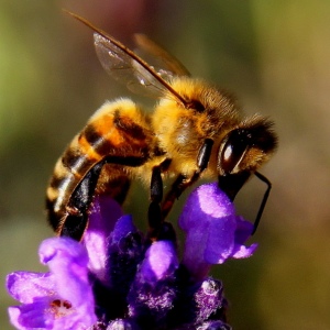 لماذا الحلم النحل