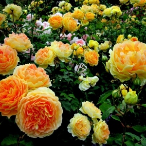 Foto que fertilizar las rosas