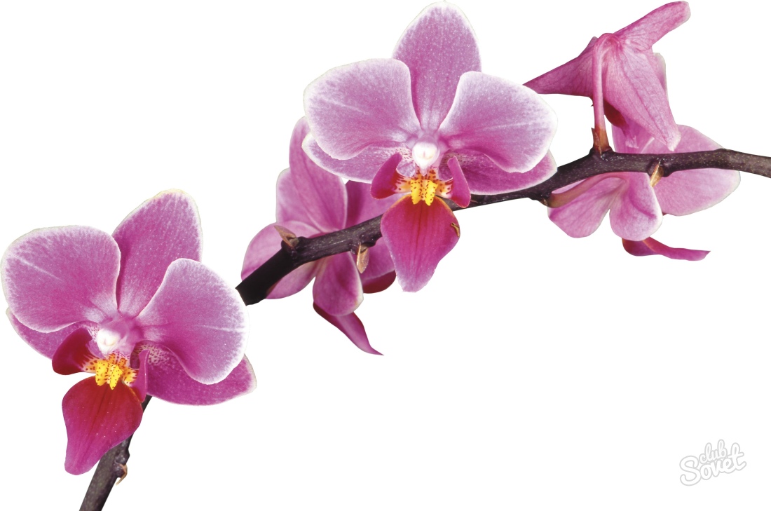 Jak propagovat doma orchidej