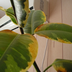 Защо жълтите листа в Ficus?