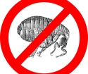 How to withdraw fleas in the house