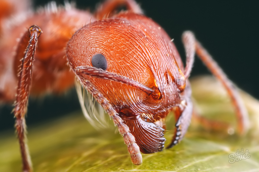 كيفية التخلص من النمل الأحمر