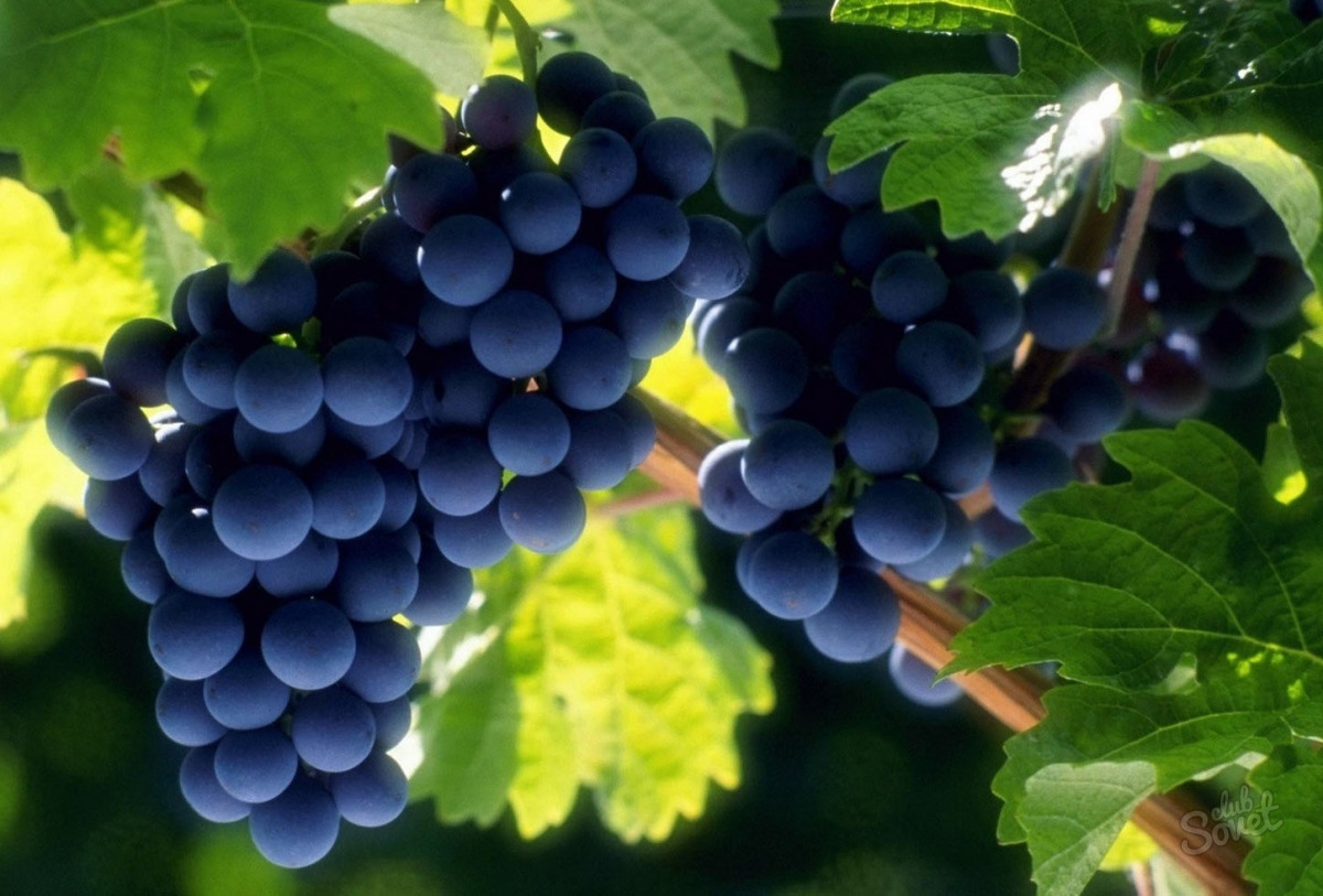 Vinograd, ყურძენი