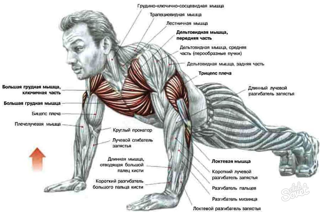 კუნთების სისტემა