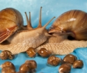 როგორ snails გამრავლების