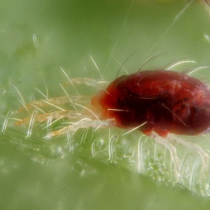 tick photo sur les plantes d'intérieur - comment traiter?