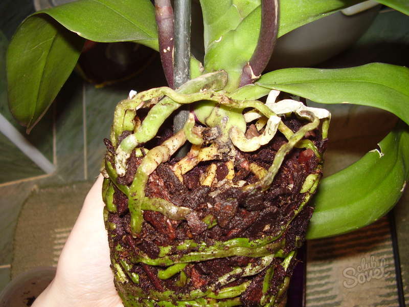 Правильные корни орхидеи. Орхидея фаленопсис корни. Воздушные корни фаленопсиса. Орхидея с тонкими корнями. Здоровые корни фаленопсиса.