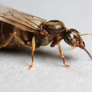 چگونه از مورچه های فرار خلاص شویم
