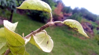 TLL on the apple tree - how to deal