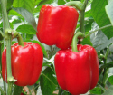 Kako rasti sadnice paprike