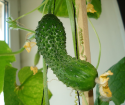 Как да растат краставици на перваза