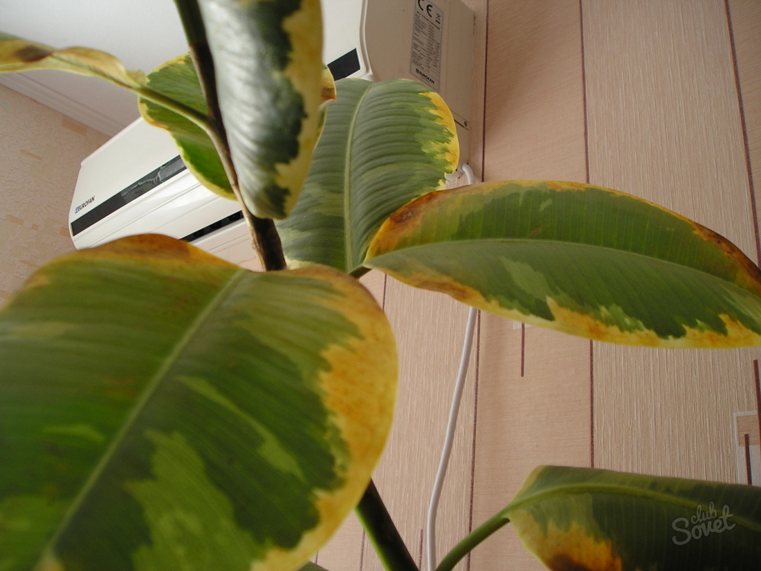 Защо жълто листа в Ficus?