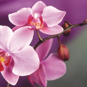 Jak transplantace orchideje