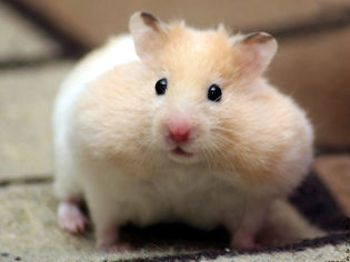 Bir hamster nasıl beslenir?