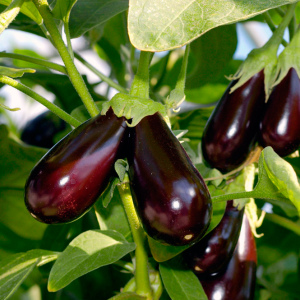 Photo How to care for eggplants