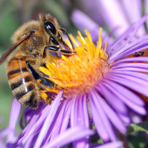 Wie man Bienen im Land züchtet