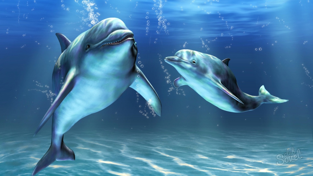 Warum träumen Delfine?
