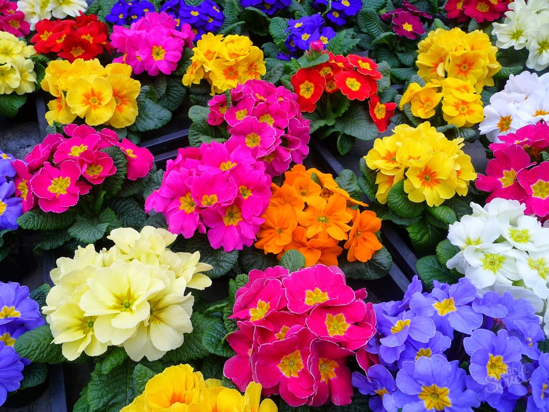 How to grow a primrose from seeds