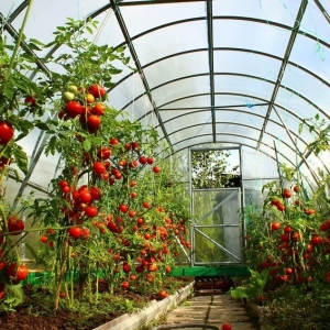 Vad ska man behandla ett växthus från polykarbonat
