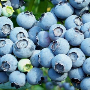 Photo how to plant blueberries