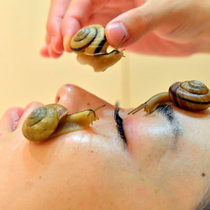Massage snail Akhatina