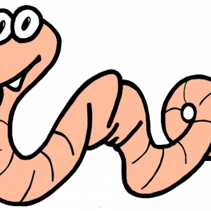 Photo What do worms look like