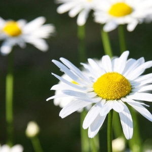 Photo How to make chamomile from plastic bottles?