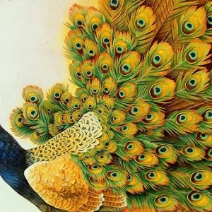 Photo how to draw a peacock