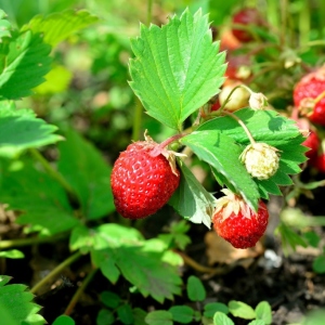 Foto Wie zu pflanzen Erdbeeren unter schwarzen Abdeckmaterial