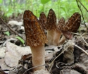 How to cook Smorchchki