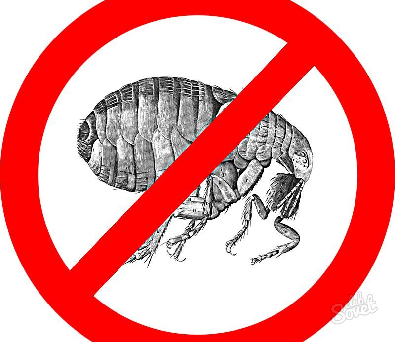 How to withdraw fleas in the house