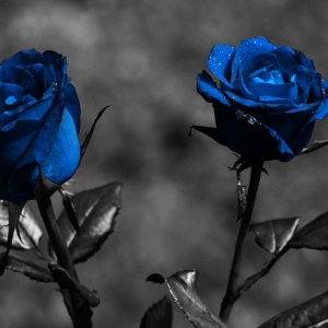 Stock Foto Jak malować róż w kolorze niebieskim