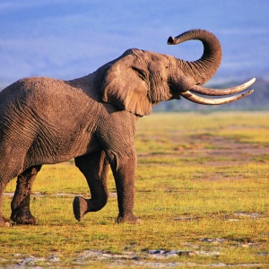 Why are the elephants afraid of mice?