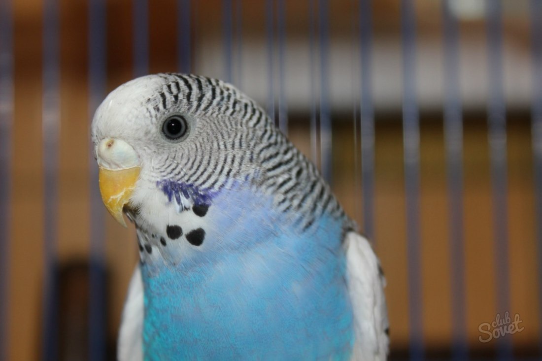 Как да научим вълнообразна папагал да говори