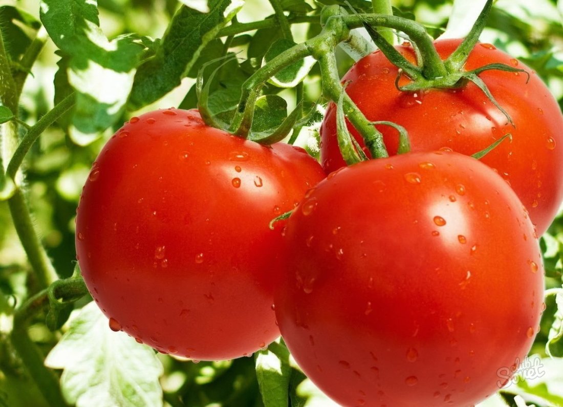 Was Tomaten zu befruchten?