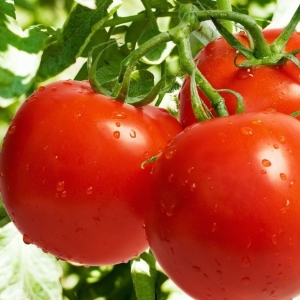 Apa yang harus dipupuk tomat?
