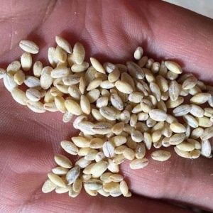 Foto bagaimana membedakan pearfoon dari gandum