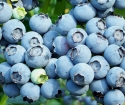 როგორ დარგე blueberries