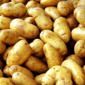 Foto, wie man sich um Kartoffeln kümmert